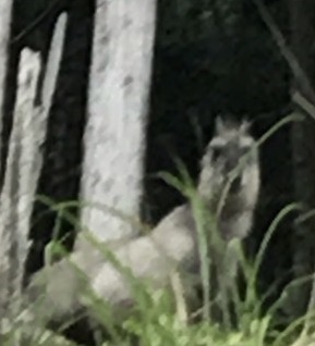 林道ツーリングで？