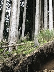 林道ツーリングで？