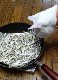 カブのご飯！