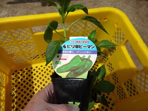 素人野菜研究（ピーマン）