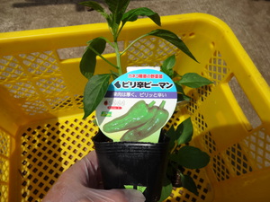 ピーマン君