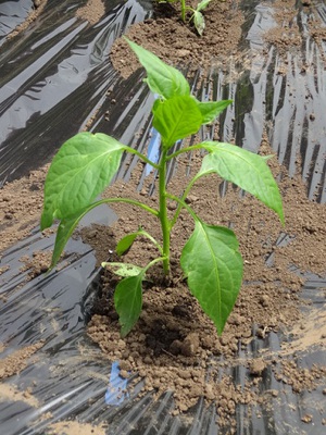 素人野菜研究（ピーマン）