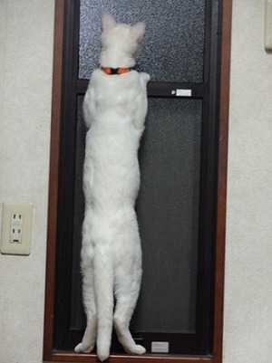 子猫のカブ