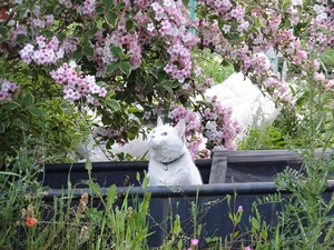 ミルフィーの　お花見