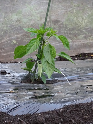 素人野菜研究（ピーマン）