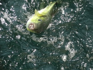 海釣り