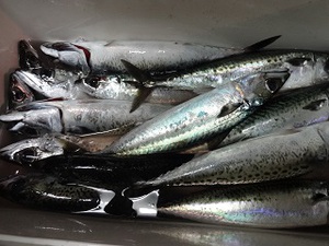 海釣り　『ナブラへ突撃』