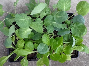 冬の野菜（素人）