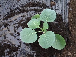 冬の野菜（素人）