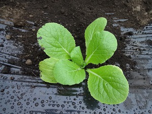 冬の野菜（素人）
