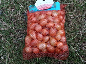 玉ねぎ（素人野菜研究会）