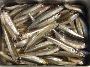 ワカサギ釣り