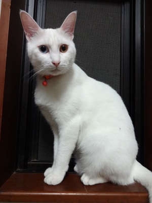 子猫のはち退治