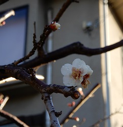 梅の花が咲く！