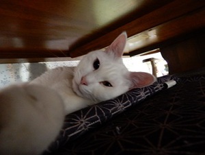 猫の日！