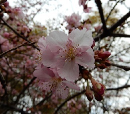 桜は満開に！
