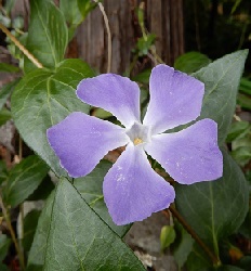 春の花～！