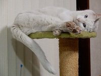 猫のゴールデンウィーク！