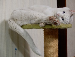 猫のゴールデンウィーク！