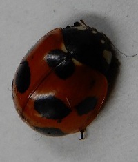 ナナホシテントウ虫