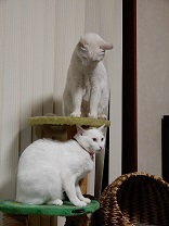 猫の兄弟は