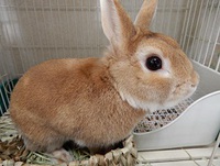 うさぎが家にやって来た！