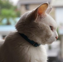 猫もあくびして！（物語）