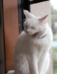 猫もあくびして！（物語）