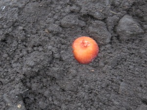 玉ねぎ（素人野菜研究会）