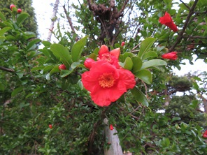 柘榴の花が咲き！