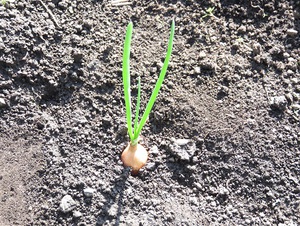玉ねぎ（素人野菜研究会）