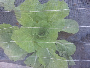 冬の旬野菜（白菜）