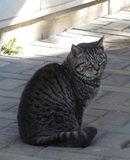 島で出会った猫！
