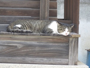 猫の家族！　