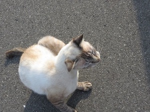 猫の家族！　