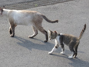 猫の家族！　