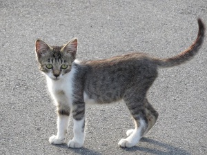 猫の家族！　