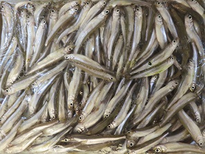 そして釣果は！
