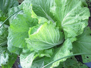 冬の旬野菜（白菜）