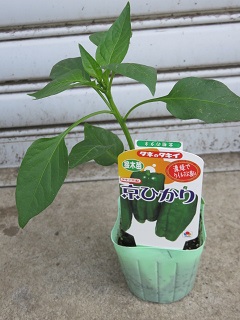 ピーマン君！