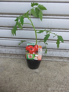 健康食品ＴＯＭＡＴＯ！