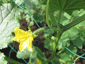 素人野菜（きゅうり）