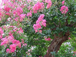 ゆりの花物語！
