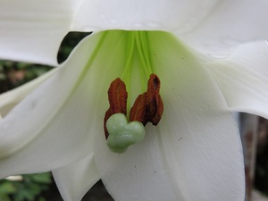 ゆりの花物語！