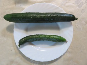 素人野菜（きゅうり）