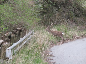 林道への道！（3）