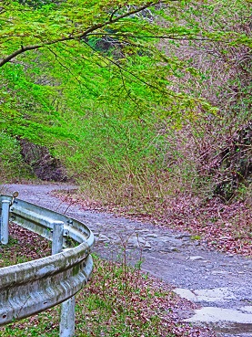 林道への道！（3）