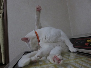 巨人の星！