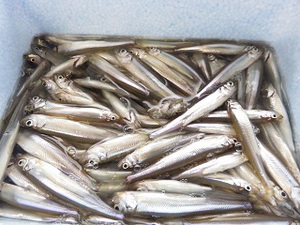 山中湖（釣り情報）