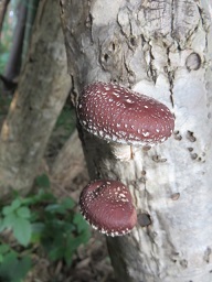 椎茸の発生！